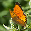 Scarce Copper Butterfly
