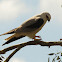 Black-shouldered Kite