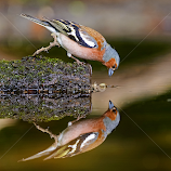 Mirror mirror on the wall... by Robert van Brug -  