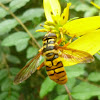 Yellowjacket Hoverfly