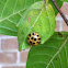 Southern lady beetle
