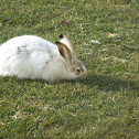 Cottontail Rabbit