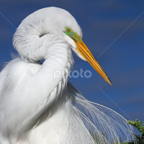 Great Egret by Sandra Blair - Animals Birds