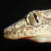 Sri Lankan House Gecko