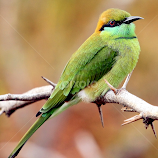 Green Bee-eater by S Balaji -  