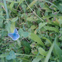 Common Blue