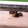 Fox Squirrel