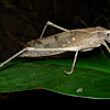 Brown Katydid