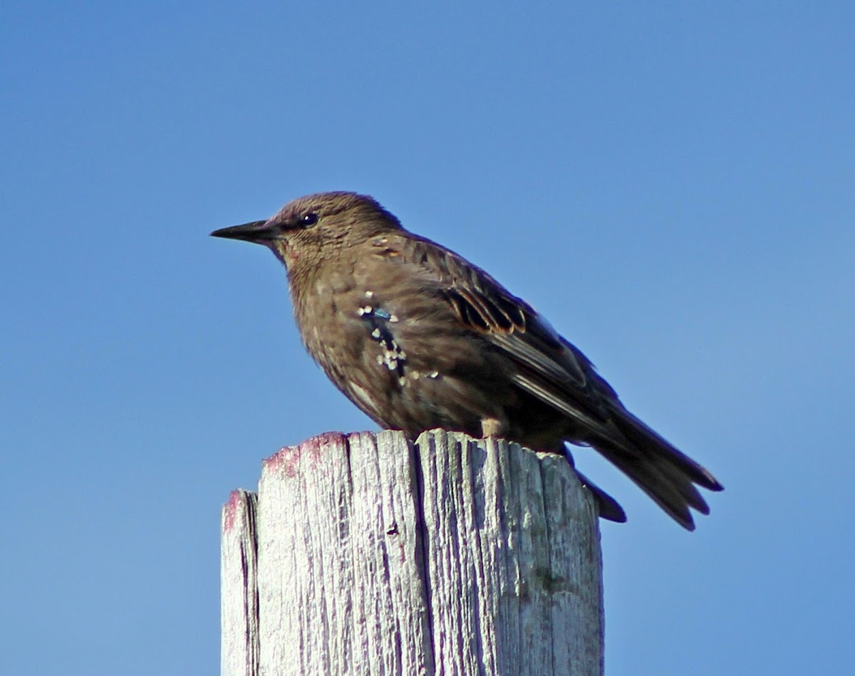 European starling (juvenile)