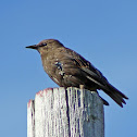 European starling (juvenile)