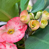 crown of thorns plant