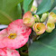 crown of thorns plant