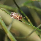 Lace bug