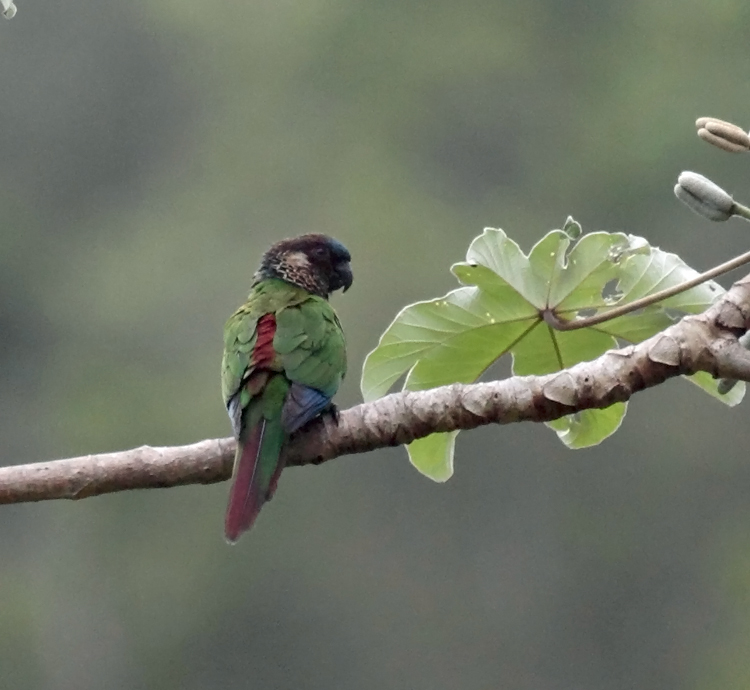 Painted Parakeet