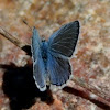 Unk Blue Butterfly
