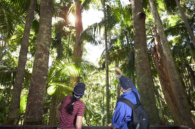 Visitors at Mount Warning National Park, Murwillumbah district, Northern River Tropical NSW, Australia.