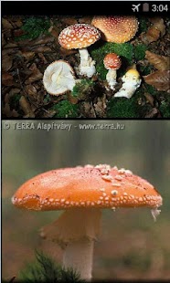 How to download Terra Gombalexikon és határozó lastet apk for android
