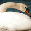 White Swan - Cisne blanco