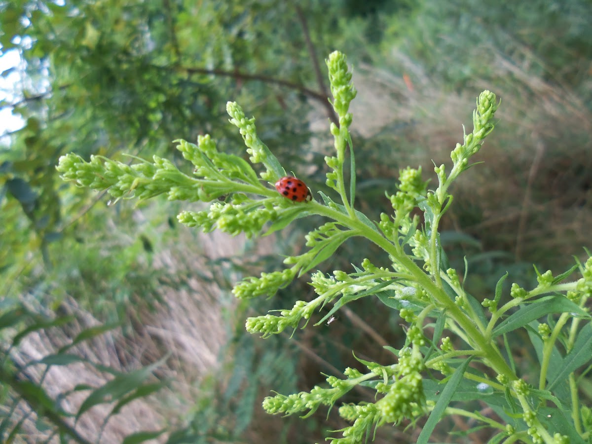 9-Spotted Ladybug