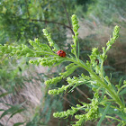 9-Spotted Ladybug