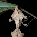 dead leaf mantis