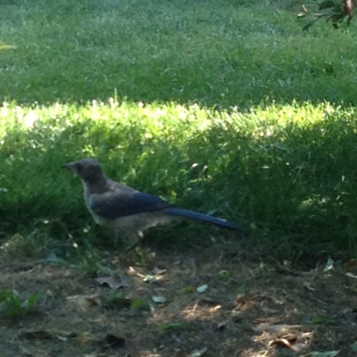 Western scrub jay