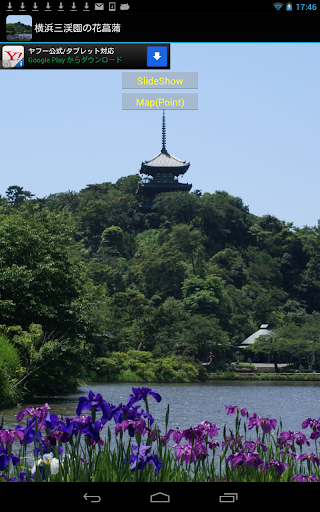 横浜三渓園の花菖蒲 JP033