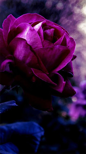 Roses Live Wallpaper