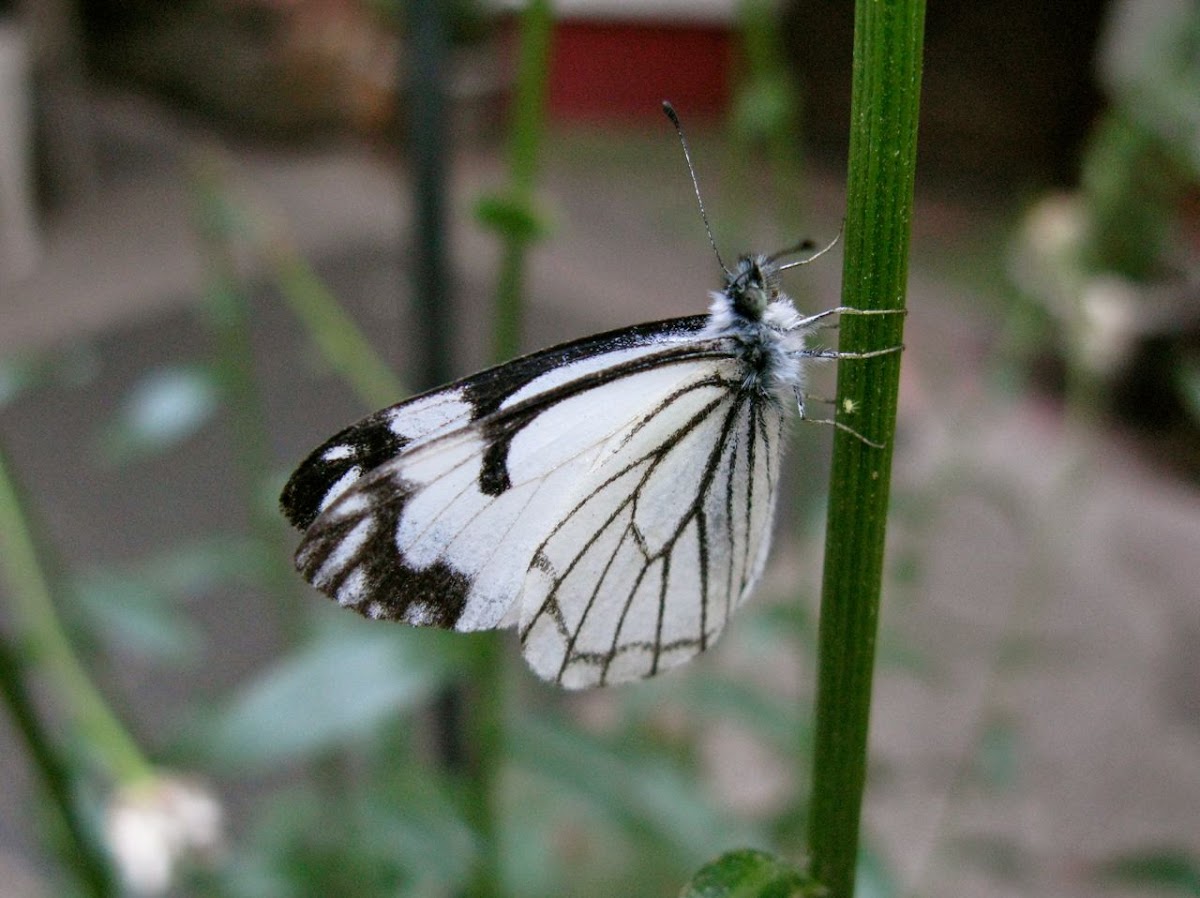 Pine white butterfly