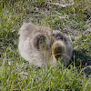 Greylag Goose (baby)