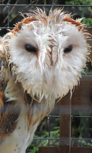 Big Wet Owl at rain HD LWP