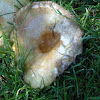Ponderosa mushroom
