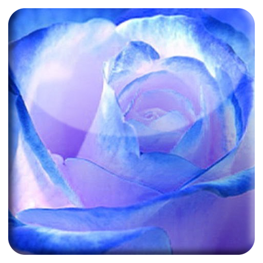 Blue Rose HD LiveWallpaper 個人化 App LOGO-APP開箱王