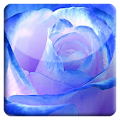 Blue Rose HD LiveWallpaper Apk