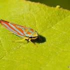 Red-banded leafhopper