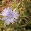 Common chicory