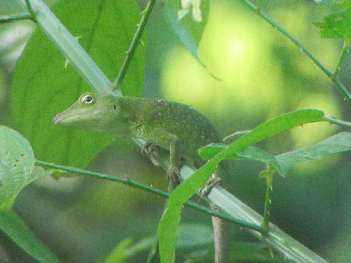 Neotropical green anole