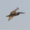 Brown Pelican