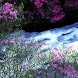 3D Torrent