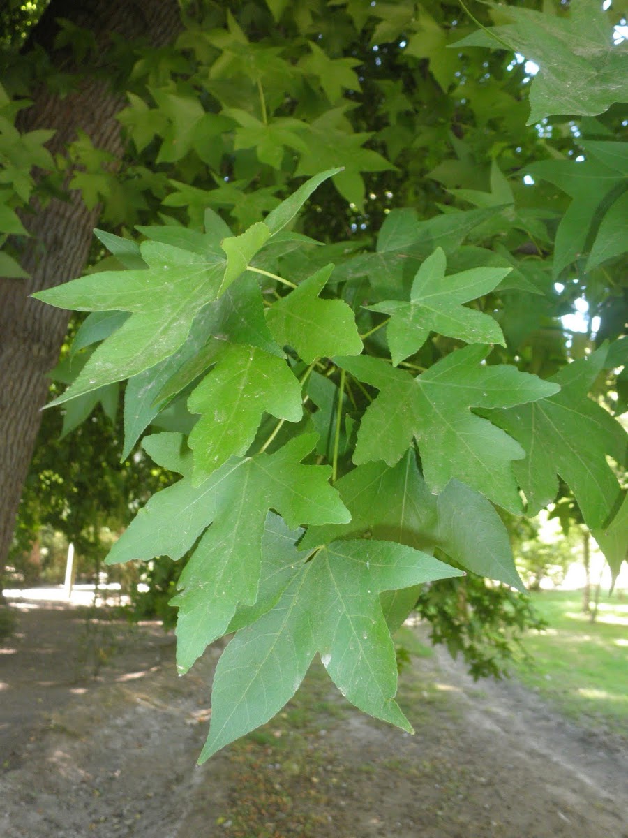 Liquidambar styraciflua (Liquidámbar)