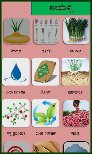 Onion Kannada