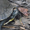 Eastern River Cooter