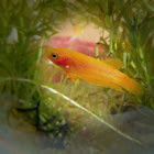 swordtail fish