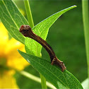 Unidentified Geometrid (larva)