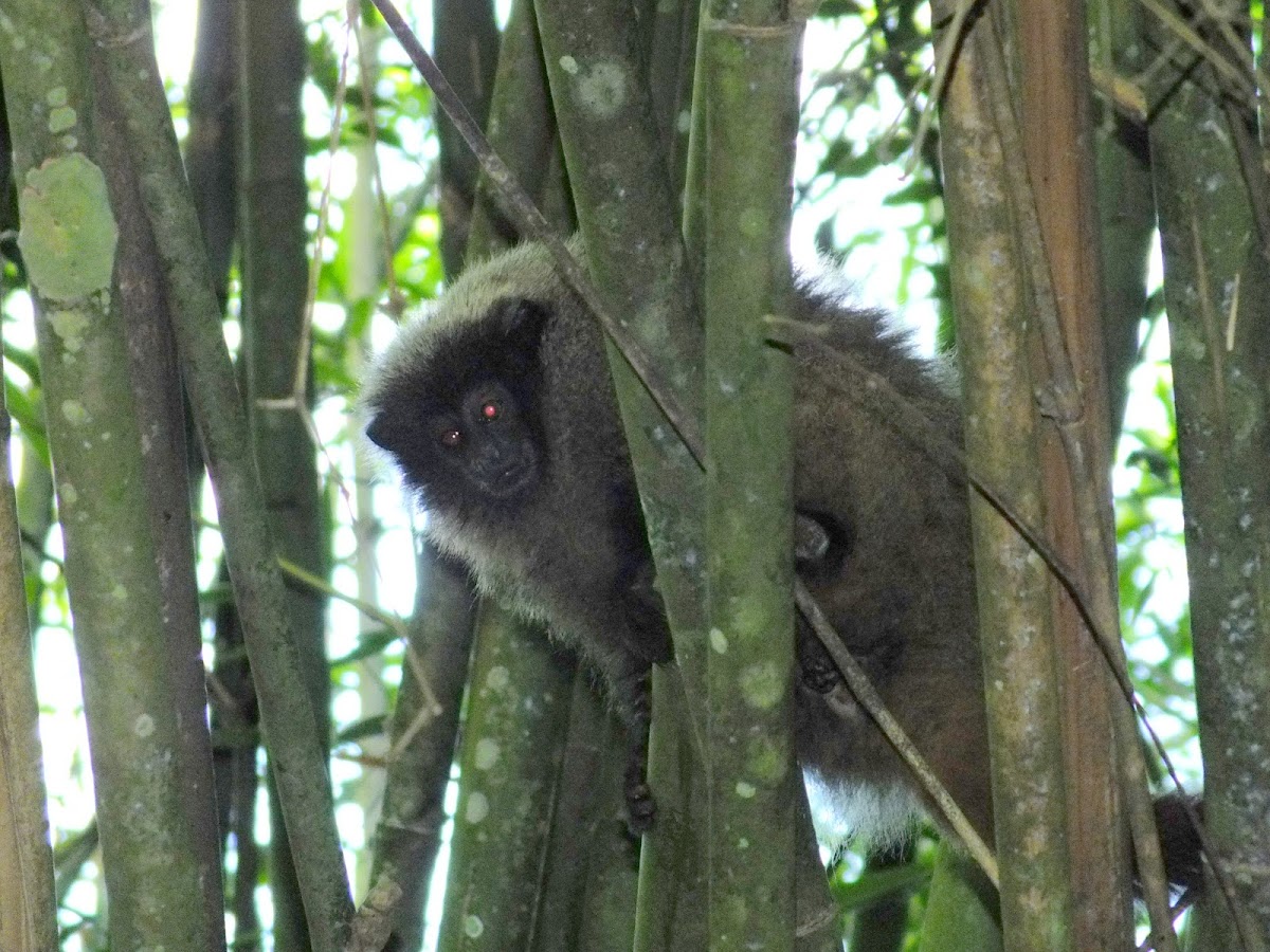 Black-fronted titi monkey (?) | Project Noah