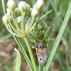 Milkweed longhorned beetle