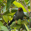 Chestnut-hooded Laughing-thrush