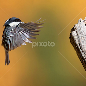 Landing by Stefano Ronchi - Animals Birds