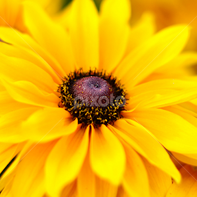 Rootbekia by Soham Banerjee - Flowers Single Flower