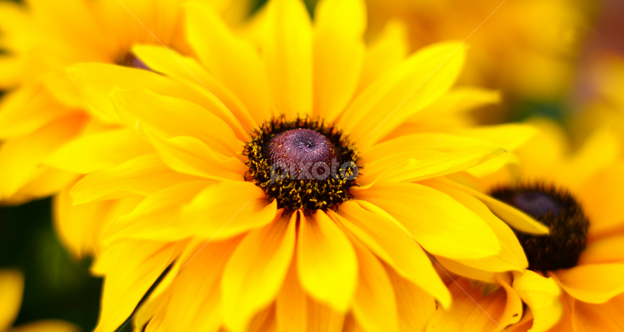 Rootbekia by Soham Banerjee - Flowers Single Flower